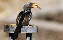 Namibia exotische Vögel
