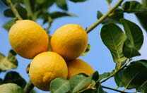 Zitronen auf Zypern